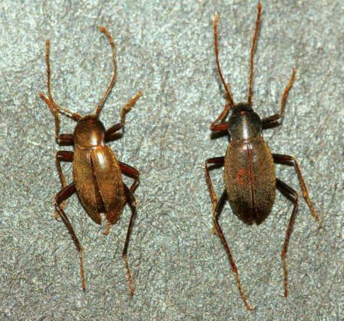 Réf. 293 524 : Cytodromus henroti